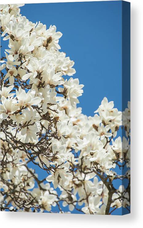 Magnolia Canvas Print featuring the photograph Springtime Blooms by Sally Cooper