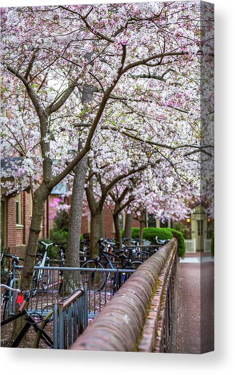 William And Mary Canvas Print featuring the photograph Springtime on Campus by Rachel Morrison
