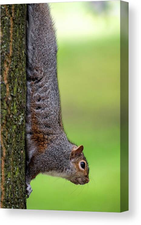 Squirrel Canvas Print featuring the photograph Squirrel at Greenwich Park 2 by Pablo Lopez
