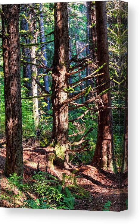 Redmond Watershed Preserve Canvas Print featuring the photograph Squirrel Trail I-2022.10.1 by Phyllis McDaniel
