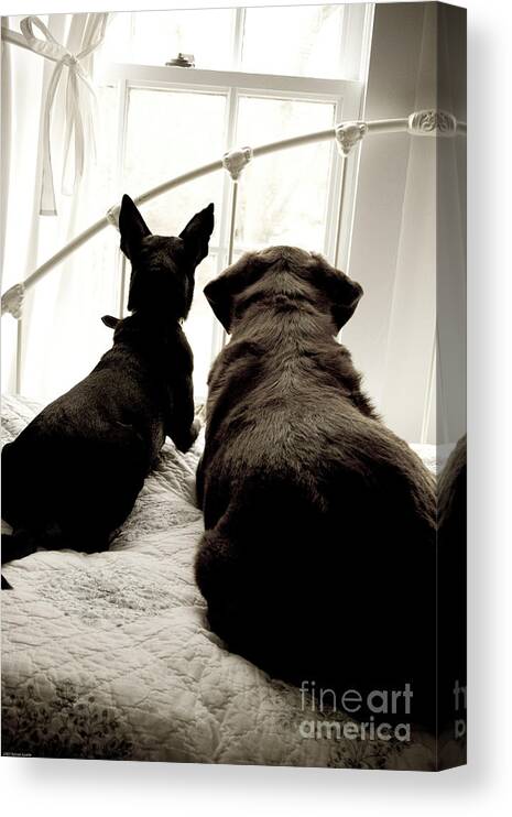 Dogs Canvas Print featuring the photograph Squirrel Watch by Renee Spade Photography