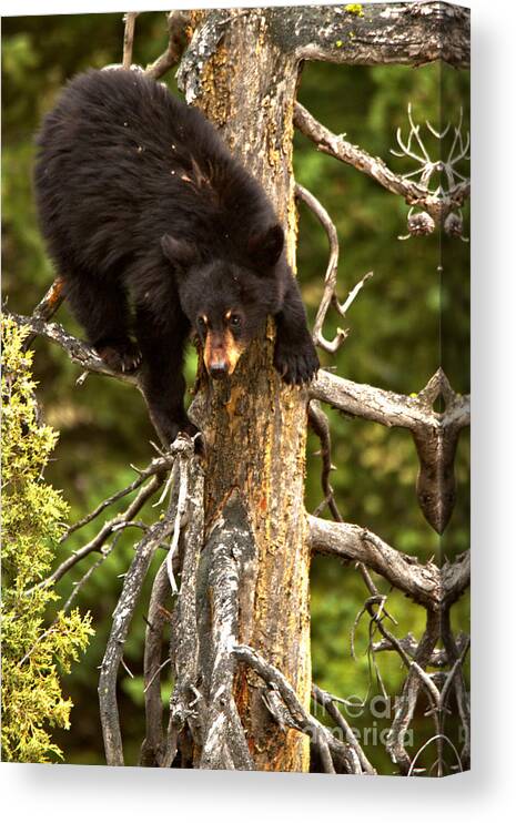 Black Bears Canvas Print featuring the photograph Starting The Climb Down by Adam Jewell