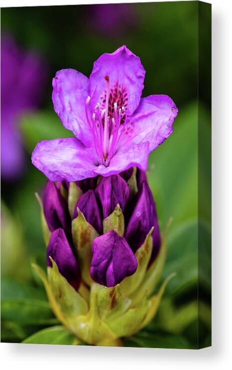 Rhododendron Canvas Print featuring the photograph Starting to Bloom by Aashish Vaidya