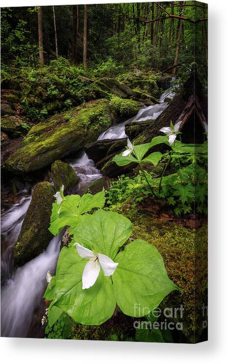 Trillium Canvas Print featuring the photograph Stream Side Trillium by Anthony Heflin