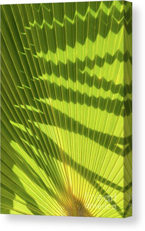 Palm Leaf Canvas Print featuring the photograph Structure of green palm leaf with shadows 2 by Adriana Mueller