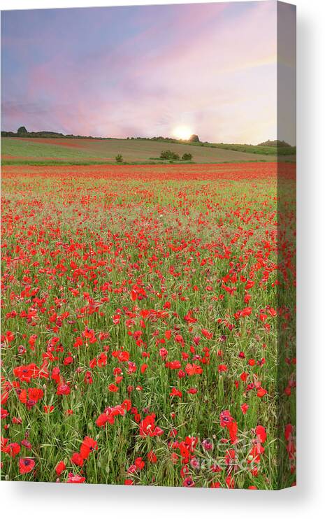 Norfolk Canvas Print featuring the photograph Norfolk poppy fields at sunrise in England by Simon Bratt