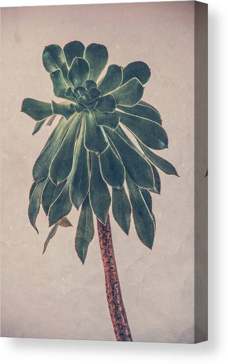 Succulent Canvas Print featuring the photograph Succulent by Yasmina Baggili