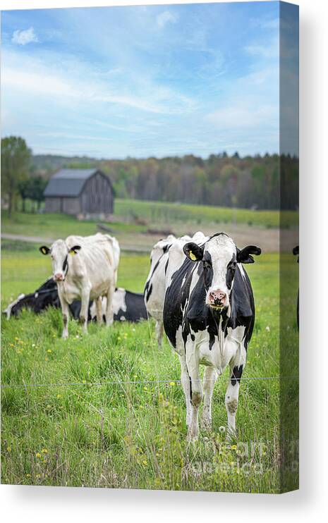 Cows Canvas Print featuring the photograph Summer Graze by Amfmgirl Photography