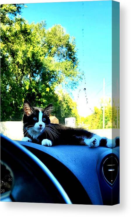 Sun Canvas Print featuring the photograph Sunbathing on the dash by Shalane Poole