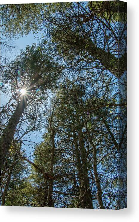 New Jersey Canvas Print featuring the photograph Sunburst Through the White Cedars by Kristia Adams