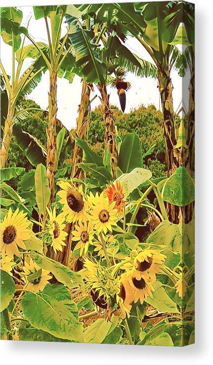  #sunflowers #bananatrees #banana #flowersofaloha #flowers # Flowerpower #aloha #hawaii #aloha #puna #pahoa #thebigisland Canvas Print featuring the photograph Sunflower and Banana Trees Summer by Joalene Young