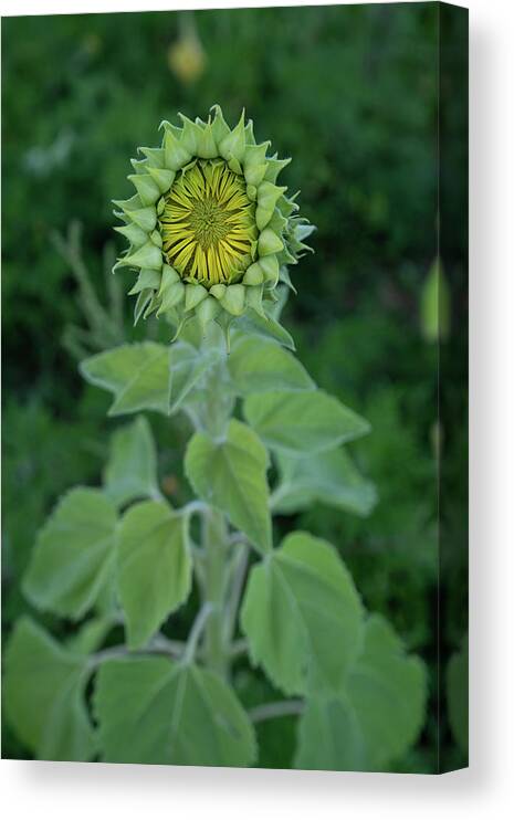 Sunflower Canvas Print featuring the photograph Sunflower Bud by Carolyn Hutchins