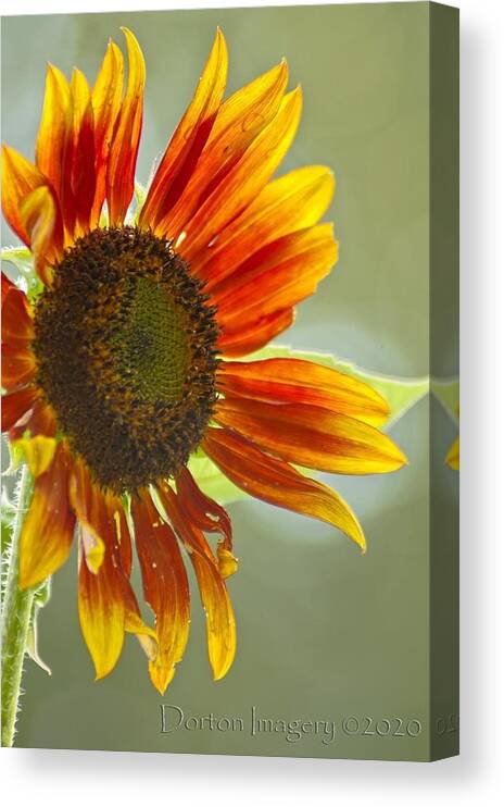  Canvas Print featuring the photograph Sunflower by Stephen Dorton
