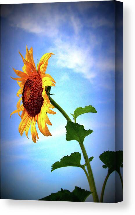 Sun Canvas Print featuring the photograph Sunflower2136 by Carolyn Stagger Cokley