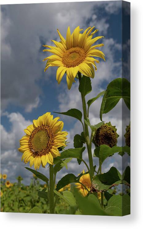 Sunflower Canvas Print featuring the photograph Sunflowers by Carolyn Hutchins