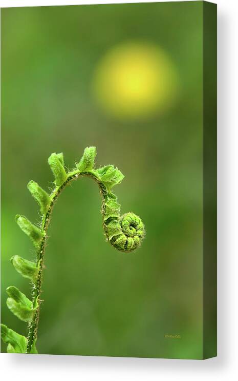 Fern Canvas Print featuring the photograph Sunrise Spiral Fern by Christina Rollo
