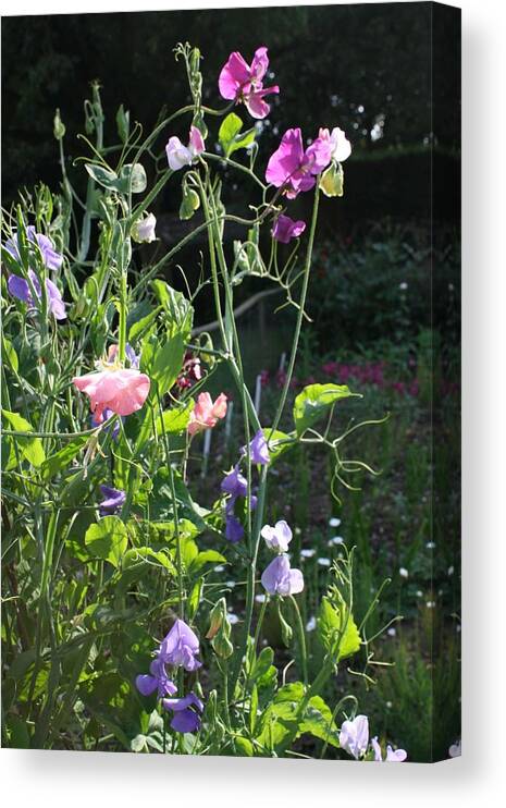 Sweet Peas Canvas Print featuring the photograph Sweet Pea Climbers by Vicki Cridland