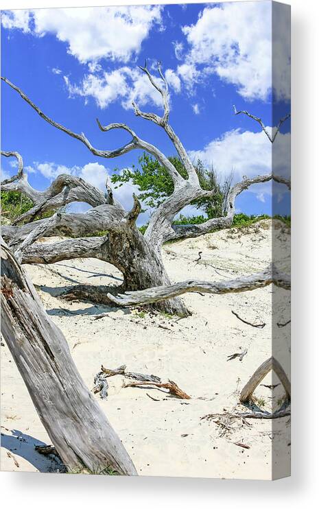Dead Canvas Print featuring the photograph Tainted Wood by Chris Smith
