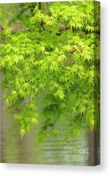 Boughs Canvas Print featuring the photograph Take a Bough by Kimberly Furey