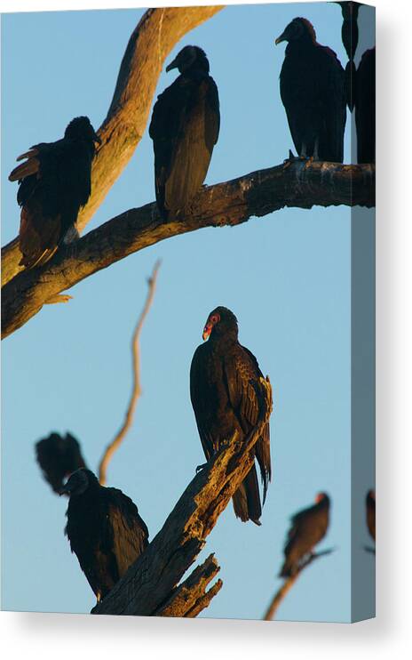 Animal Canvas Print featuring the photograph The Committee by Melissa Southern