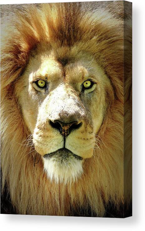 Lion Canvas Print featuring the photograph The King by Lens Art Photography By Larry Trager