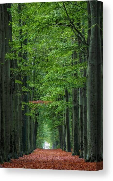 Forest Canvas Print featuring the photograph The lonely branch by Patrick Van Os