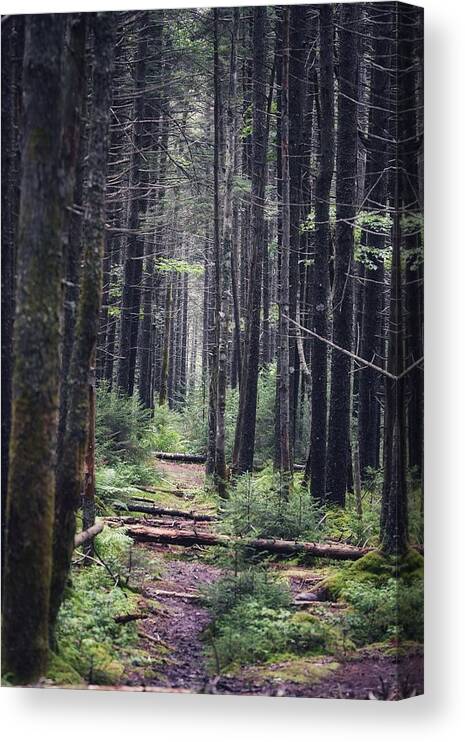 Hiking Canvas Print featuring the photograph The Path Ahead by Evan Foster