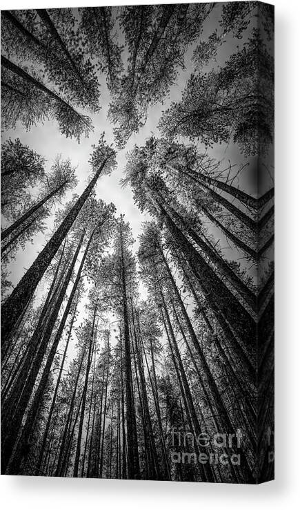Reach Canvas Print featuring the photograph The Reach Trees Print by Terry Hrynyk