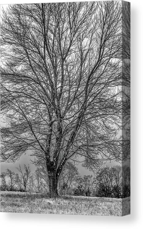 Tree Canvas Print featuring the photograph The Shape of a Tree by David Lee