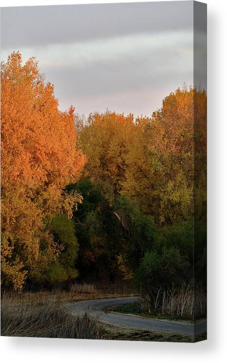 Fall Canvas Print featuring the photograph The Sousa Marsh Trail in San Luis NWR by Amazing Action Photo Video