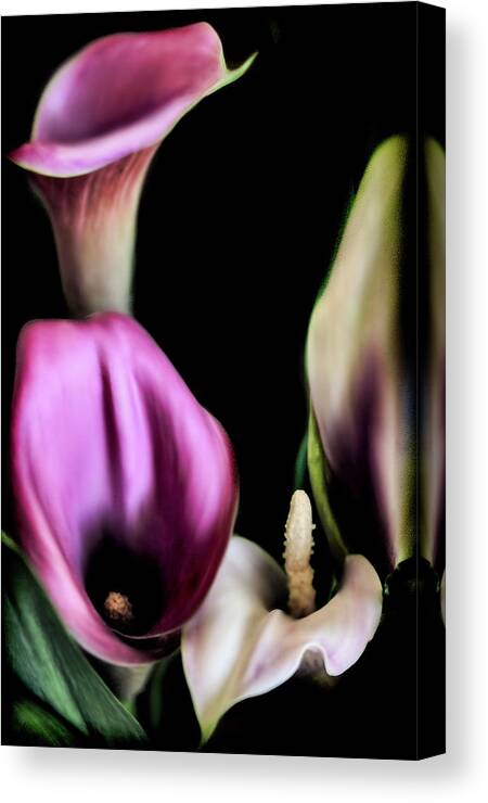 Calla Lilies Canvas Print featuring the photograph The Three Calla Lilies by Sally Bauer