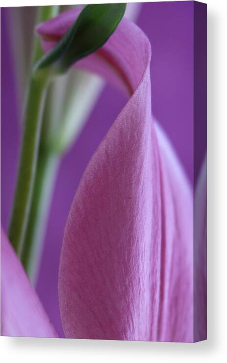 Petals Canvas Print featuring the photograph The twist. by Silvia Marcoschamer