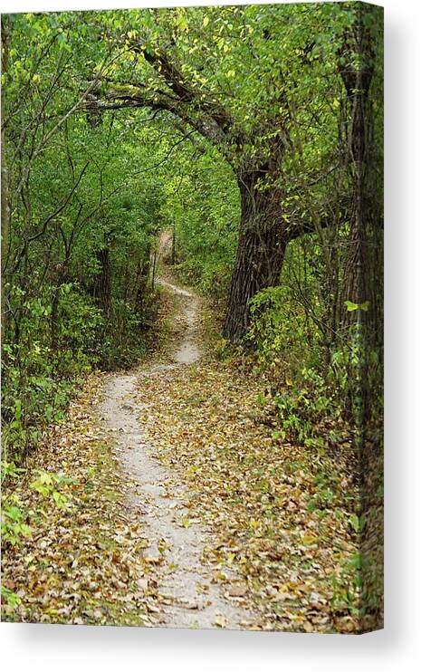 #treeonthetrail #naturetrail #hikingtrail #autumninthewoods #curvingtree #naturewalk Canvas Print featuring the photograph There's a Tree Curving Over the Trail by Kimberly Mackowski