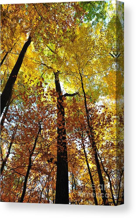 Autumn Canvas Print featuring the photograph Things Are Looking Up by Terri Gostola