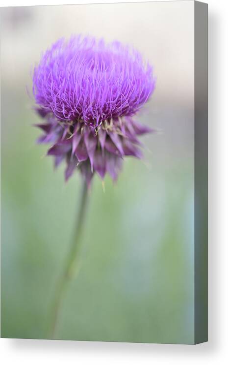 Thistle Flower Canvas Print featuring the photograph Thistle Blossom  by Leanna Kotter