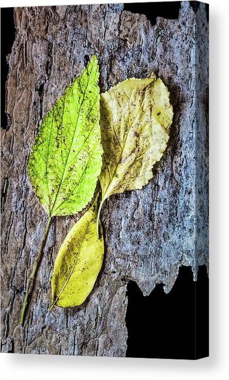 Autumn Canvas Print featuring the photograph Three Autumn Leaves On Bark by Gary Slawsky