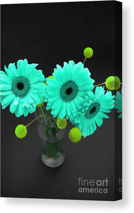 Floral Canvas Print featuring the photograph Three Gerbers--Turquoise by Renee Spade Photography