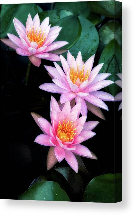  Floral Canvas Print featuring the photograph Three sisters by Usha Peddamatham