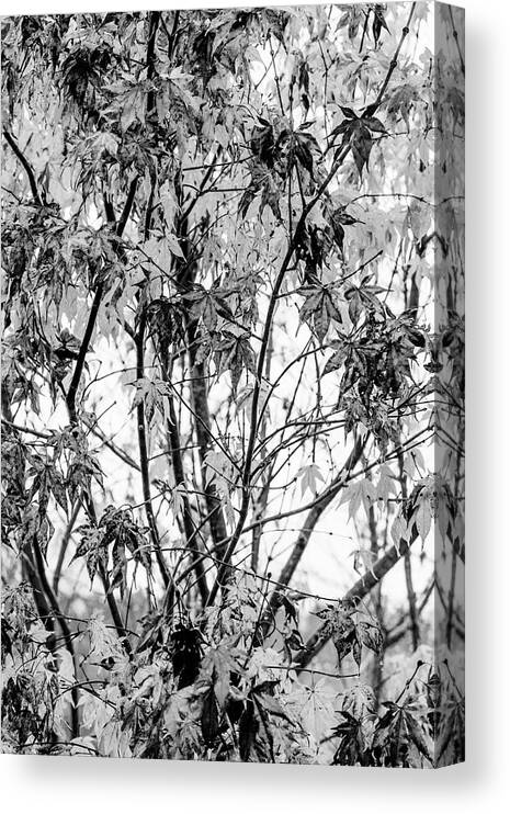 Carolina Canvas Print featuring the photograph Through the Autumn Leaves Black and White by Debra and Dave Vanderlaan