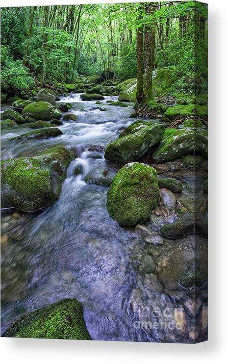 Smoky Mountains Canvas Print featuring the photograph Thunderhead Prong 17 by Phil Perkins