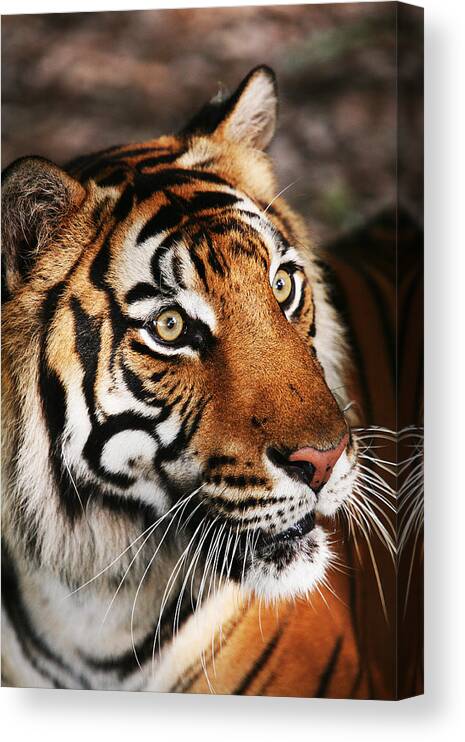 Tiger Canvas Print featuring the photograph Tiger Headshot by Brad Barton