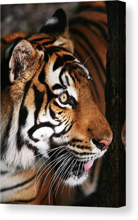 Tiger Canvas Print featuring the photograph Tiger Profile by Brad Barton
