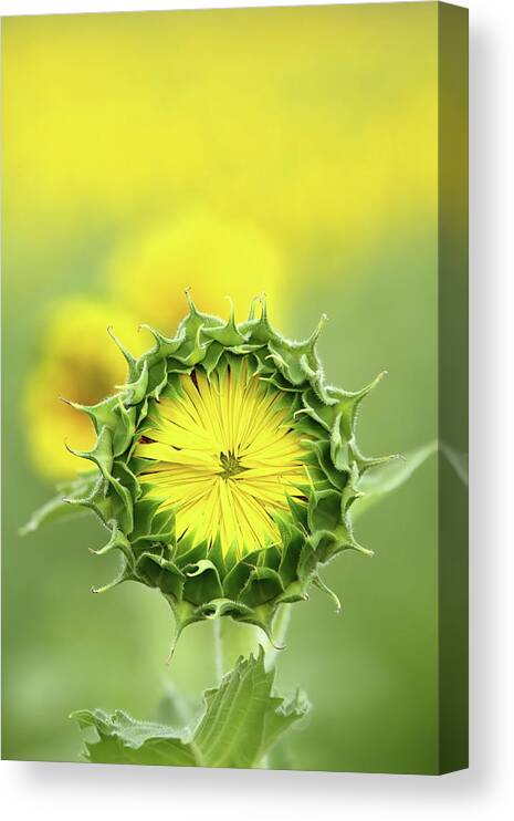 Sunflower Canvas Print featuring the photograph Time To Wake Up by Lens Art Photography By Larry Trager