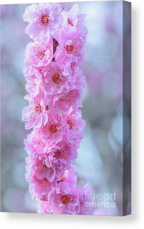 Cherry Tree Canvas Print featuring the photograph Tower of Cherry Blossoms by Nancy Gleason