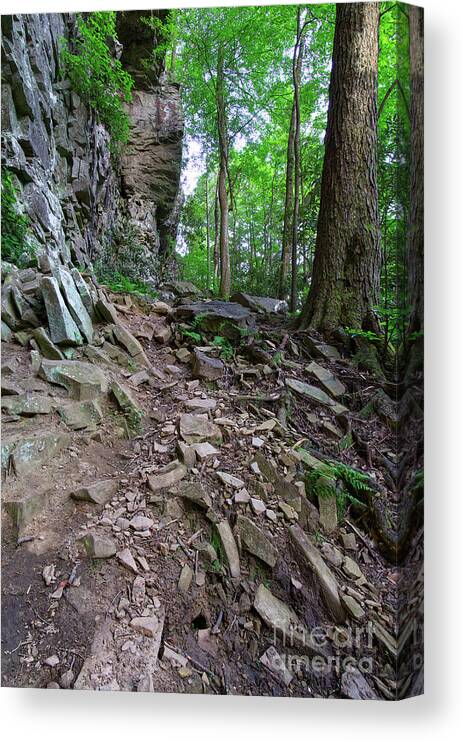 Ozone Falls Canvas Print featuring the photograph Trail at Ozone Falls 3 by Phil Perkins