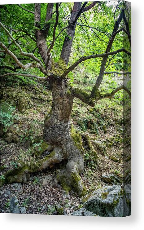 Sadagi Canyon Canvas Print featuring the photograph Tree in Sadagi Canyon - Turkey by Lilia S