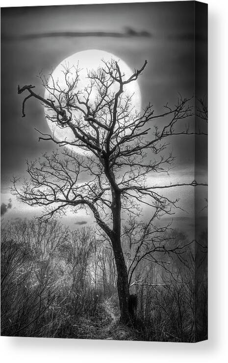 Andrews Canvas Print featuring the photograph Tree in the Moon Appalachian Trail in Black and White by Debra and Dave Vanderlaan