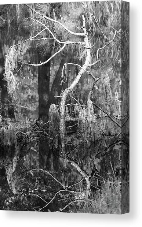 Bayou Canvas Print featuring the photograph Tree Undefined by Mary Anne Delgado