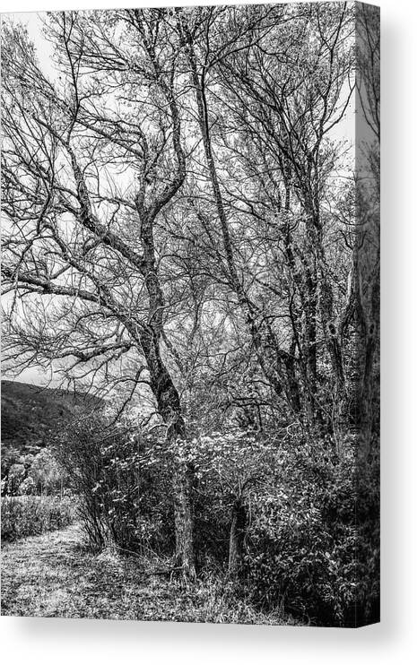 Cades Canvas Print featuring the photograph Trees on the Edge of the Forest in Black and White by Debra and Dave Vanderlaan