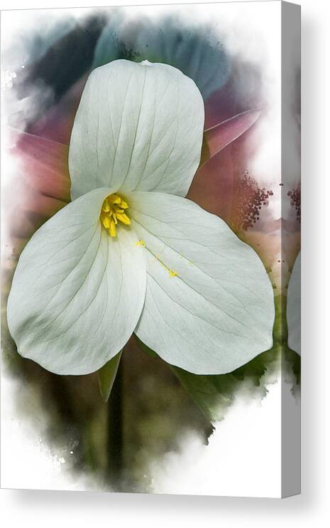 Spring Canvas Print featuring the mixed media Trillium by Moira Law